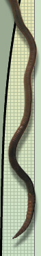 We carry a wide variety of live worms and insects