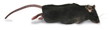 Frozen Rats and Mice