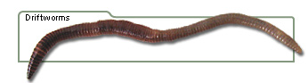 Driftworms