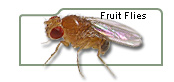 Fruit Flies, Fruit Fly Culture Medium