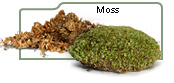 Moss