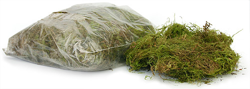 Green Moss