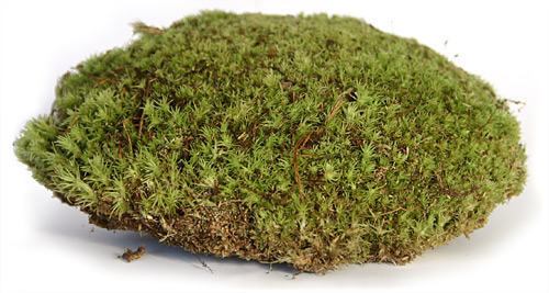 Mood Moss
