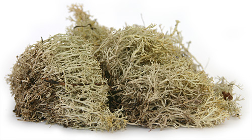 Reindeer Moss