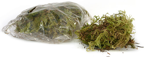 Sheet Moss Thick