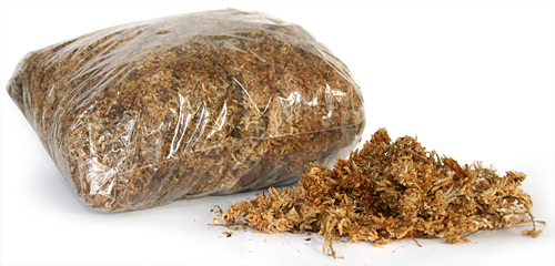 Sphagnum Moss