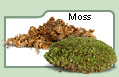 Moss