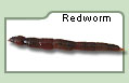 Redworm