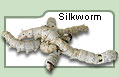 Silkworm