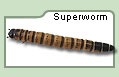 Superworm