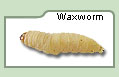 Waxworm