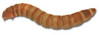 Mealworms Mealworms