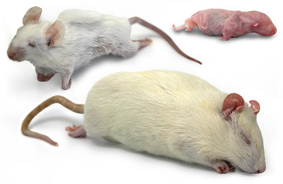 Frozen Rats and Mice