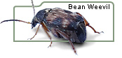 Bean Weevil