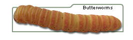 Butterworms