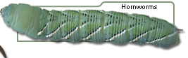 Hornworms