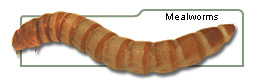 Mealworms