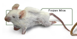 Frozen Mice