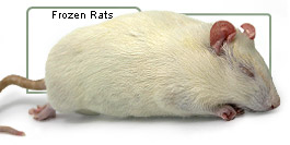 Frozen Rats