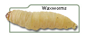 Waxworms