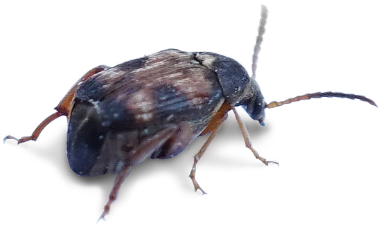 Bean Weevil