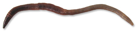 Driftworm