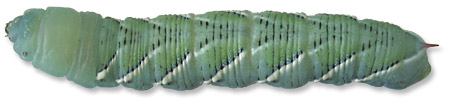 Hornworm