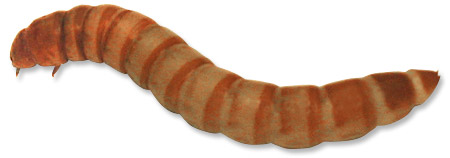 Mealworm