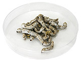 Medium Silkworms