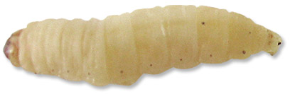 Ward's® Live Waxworms (<i>Galleria mellonella</i>)