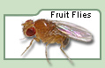 Fruit Flies