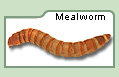 Mealworms