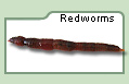 Redworms