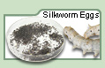 Silkworm Eggs