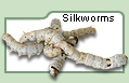 Silkworms