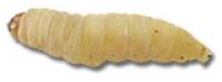 Waxworms Waxworms